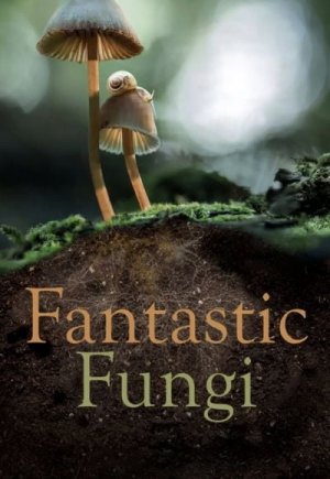 Fantastic Fungi